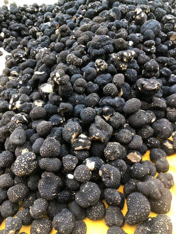 Crni letnji sveži tartuf 1kg cena 12000-15000 din