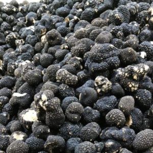 Svež letnji Crni tartuf 1kg